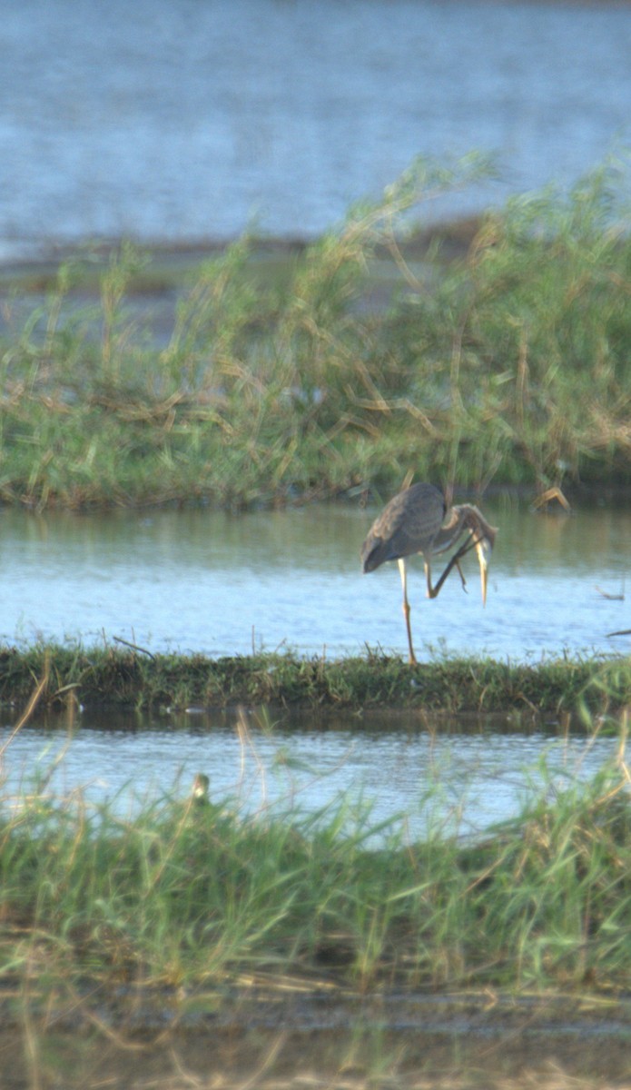 Purple Heron - ML641560115