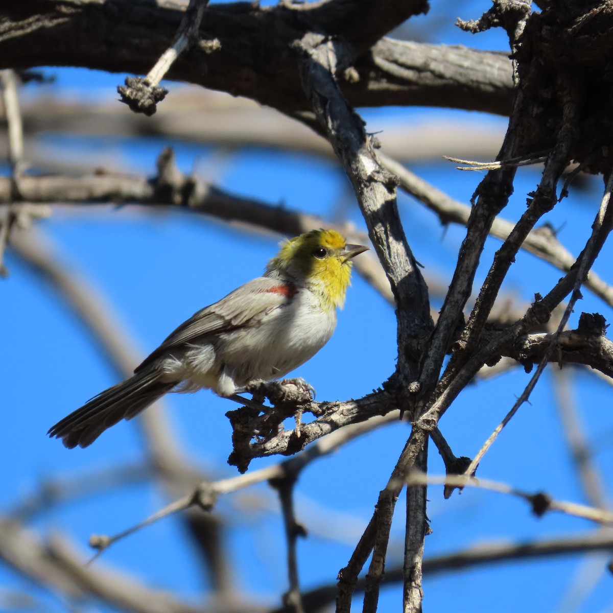 Verdin - ML641560125