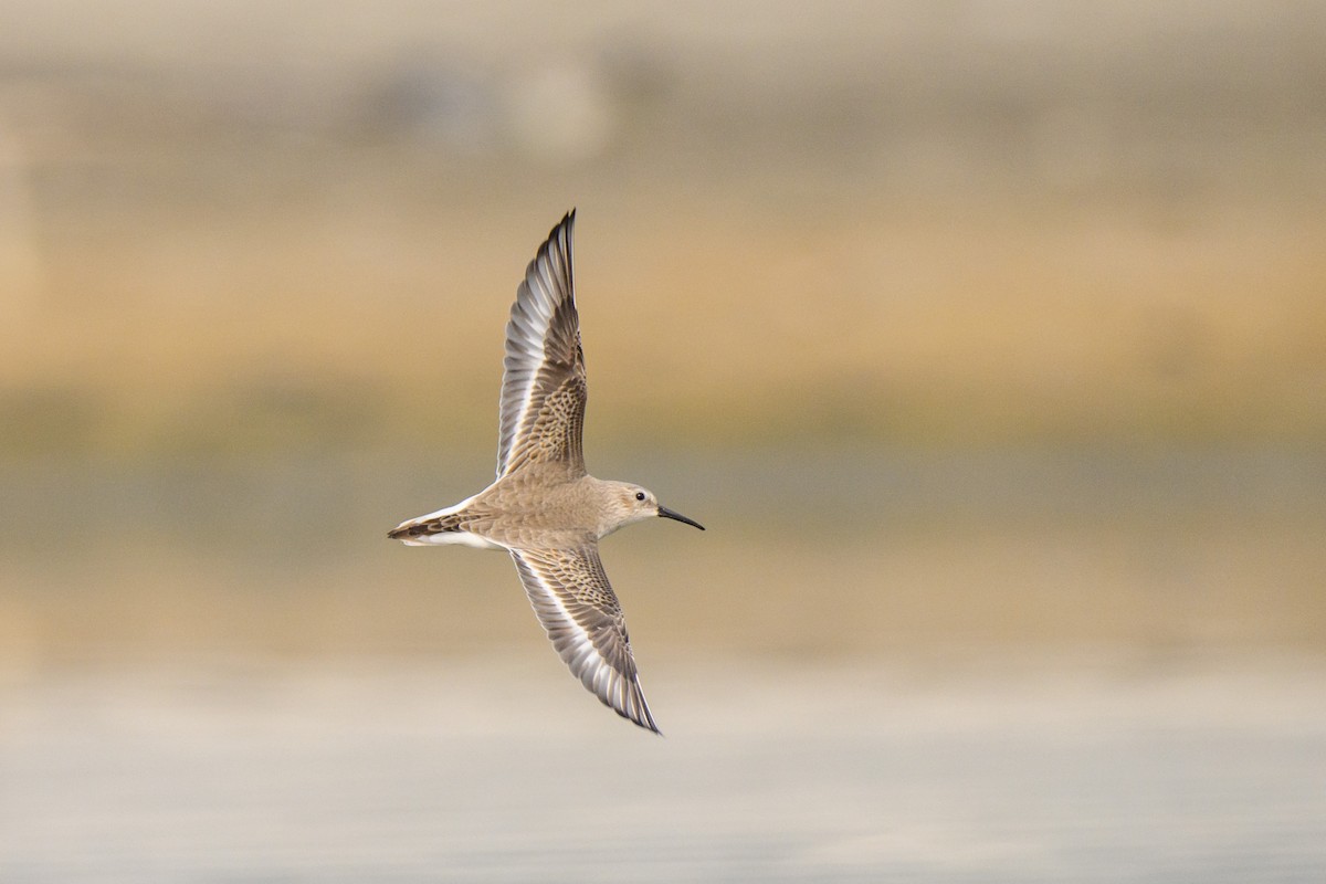 Dunlin - ML641560136