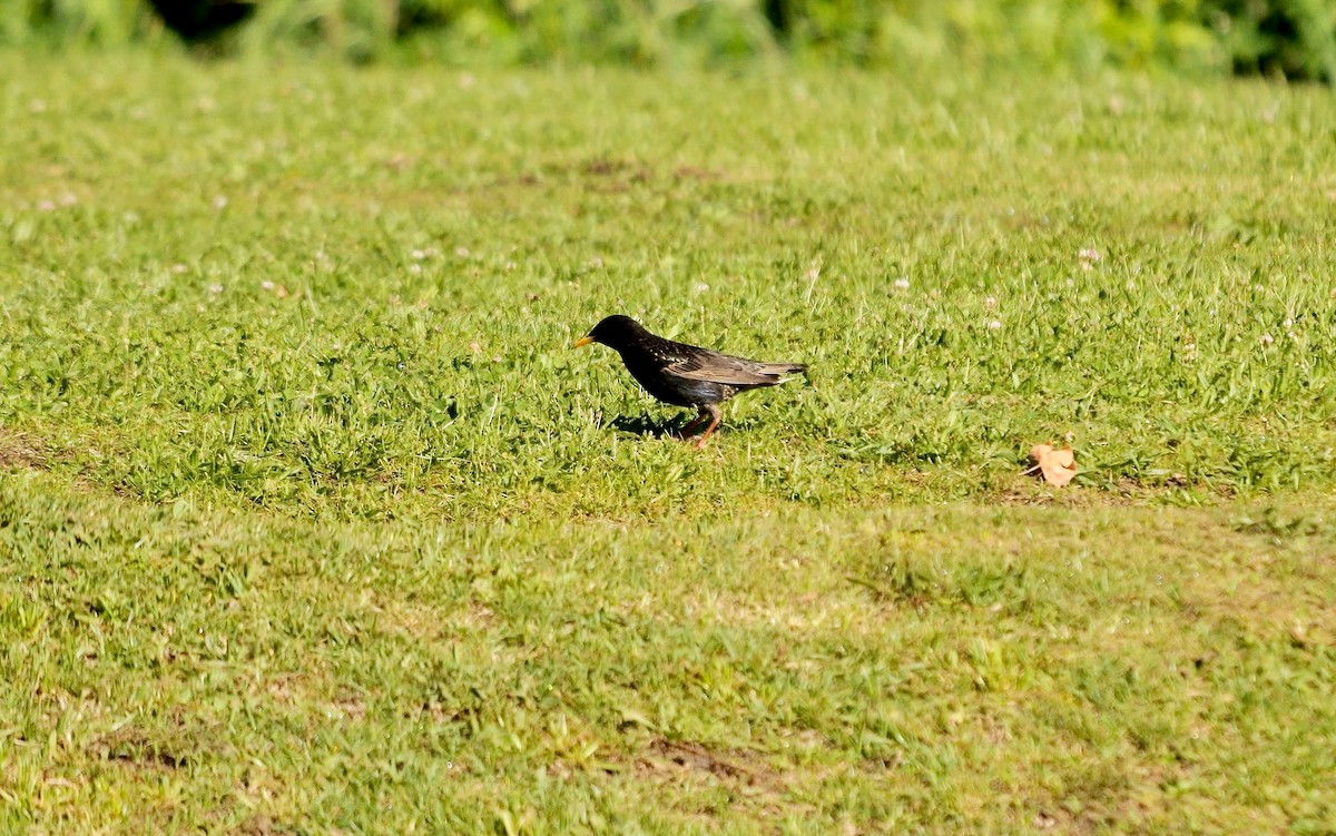 European Starling - ML641560152