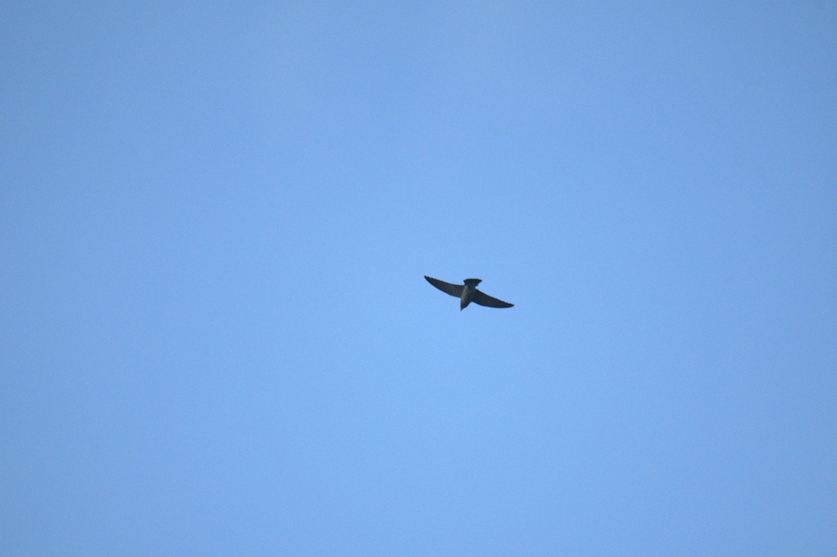 Ashy Woodswallow - ML641560153