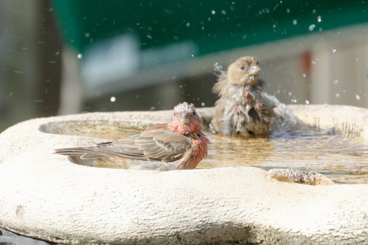 House Finch - ML641560173