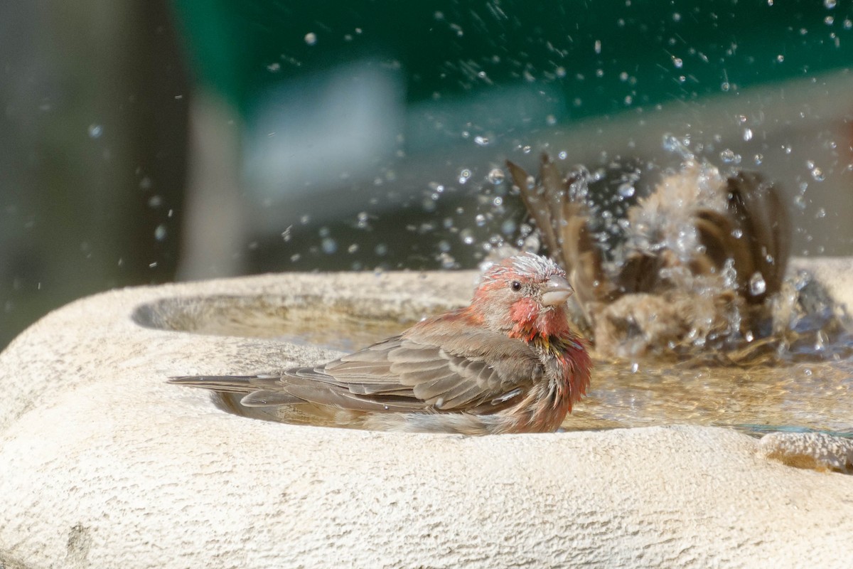 House Finch - ML641560174