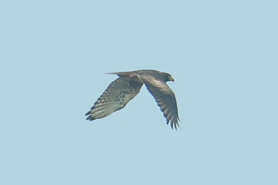 White-eyed Buzzard - ML641560187