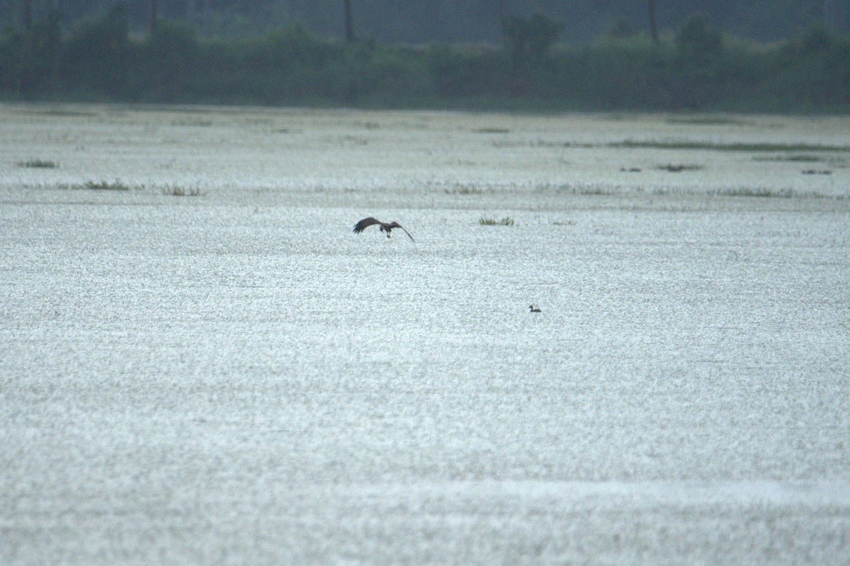 Brahminy Kite - ML641560189