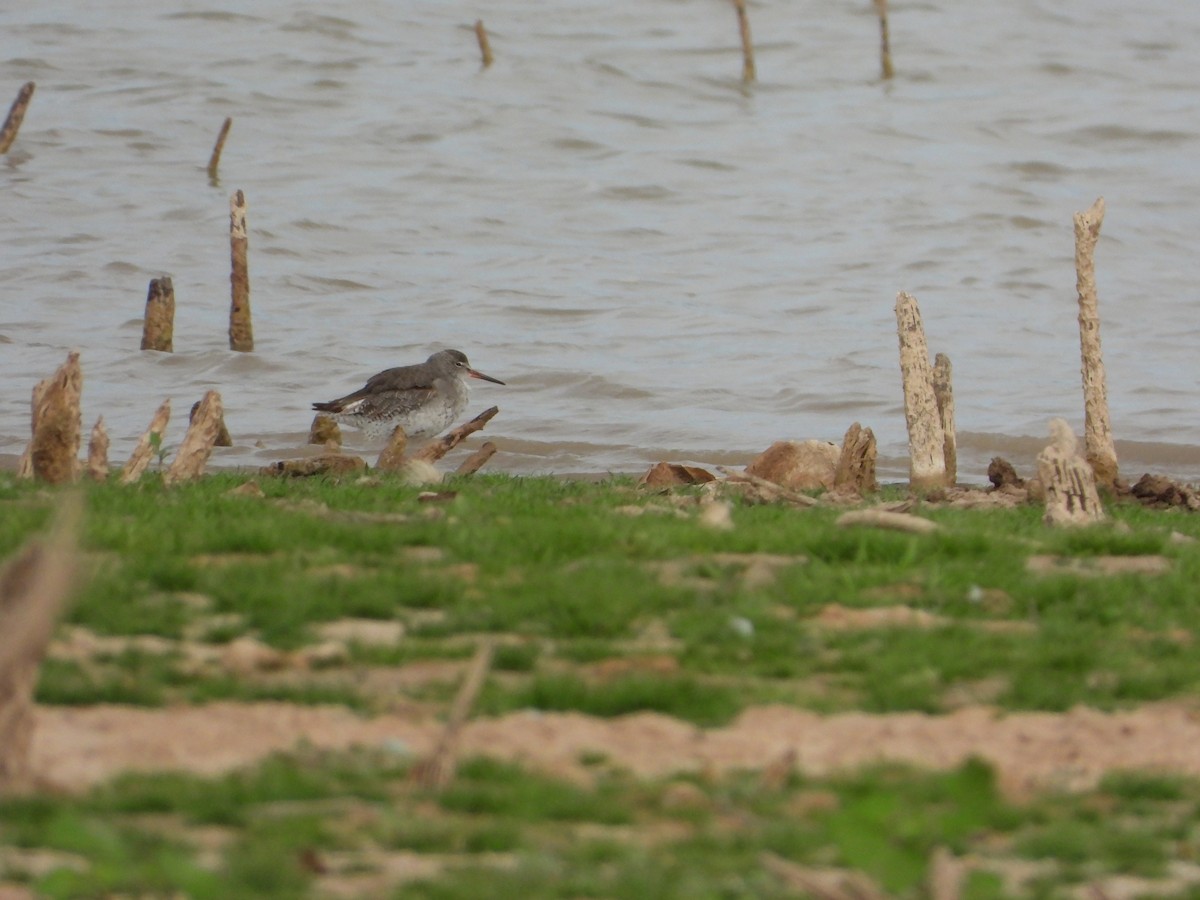 Archibebe Común - ML641560255