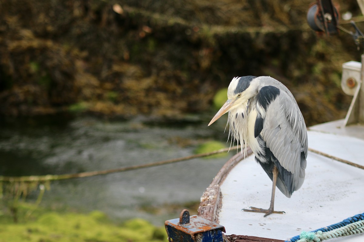 Gray Heron - ML641560287