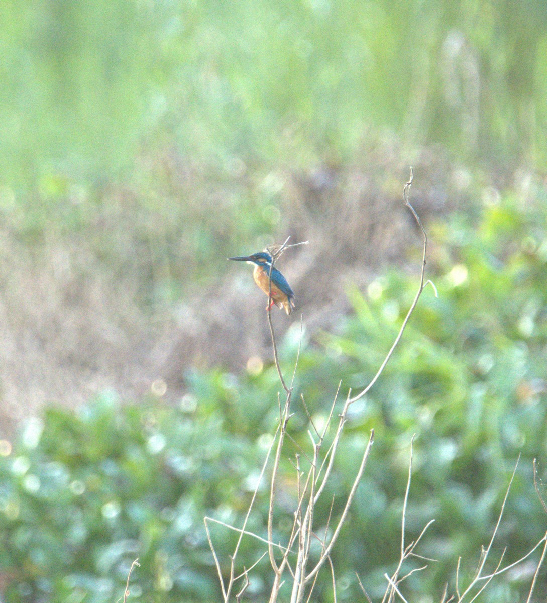 Common Kingfisher - ML641560319