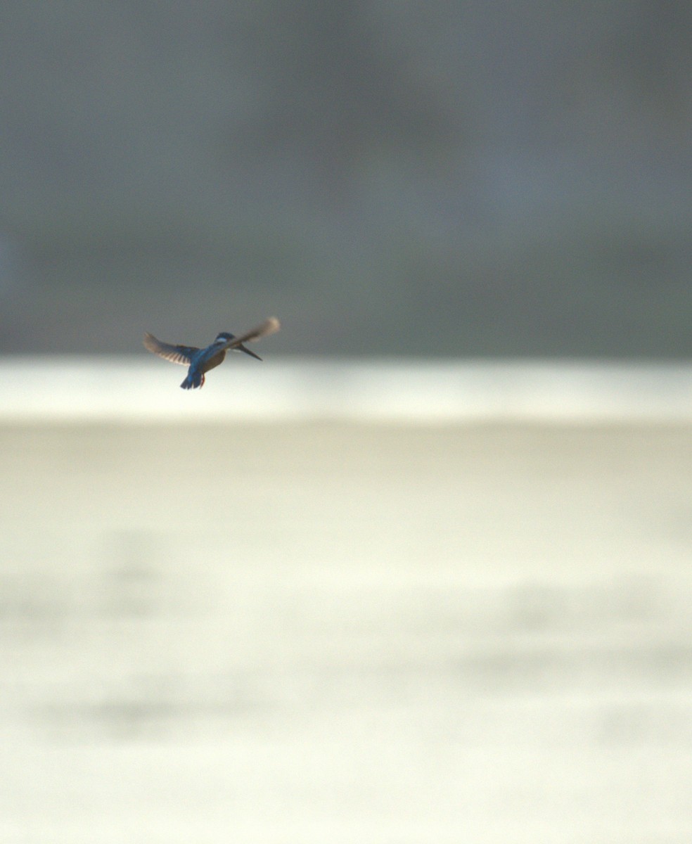 Common Kingfisher - ML641560334