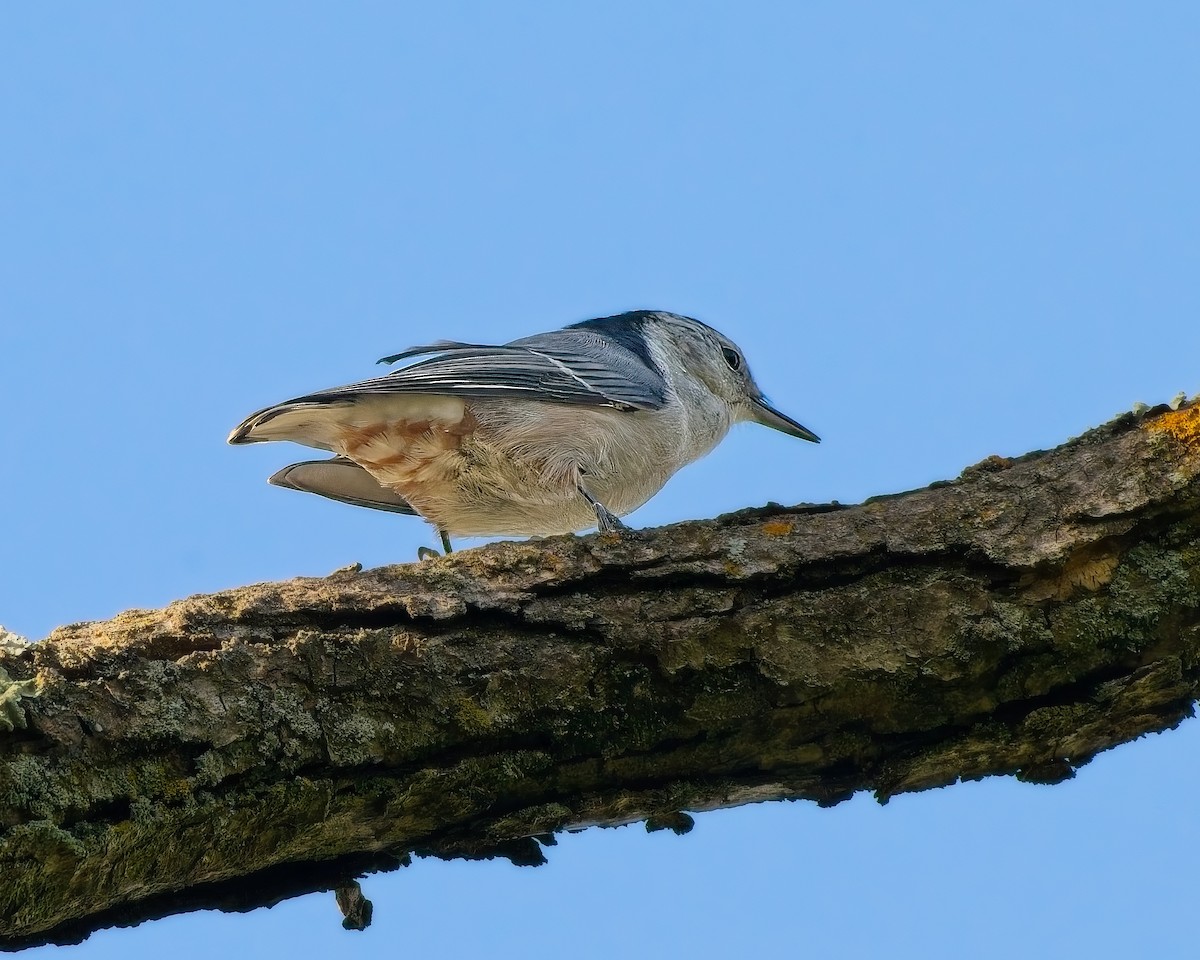 White-breasted Nuthatch - ML641560344