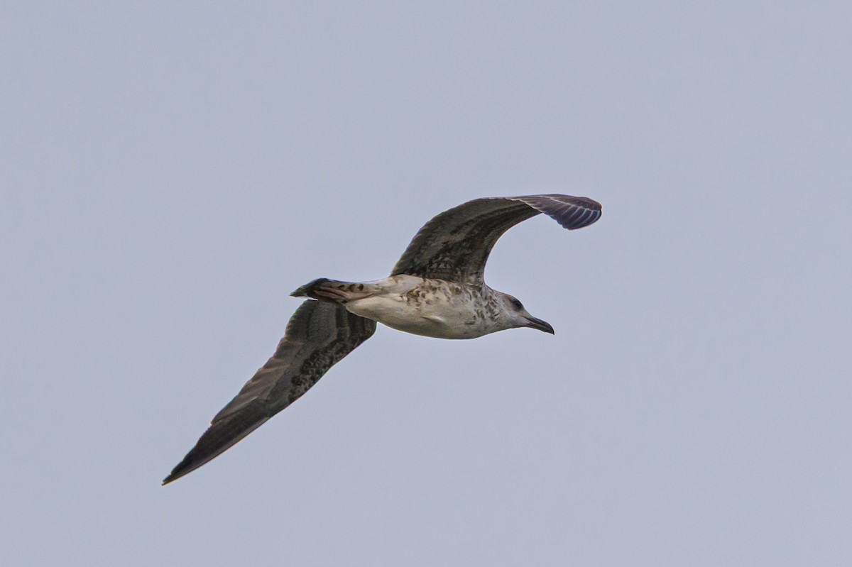 Larus, unbestimmt - ML641560366