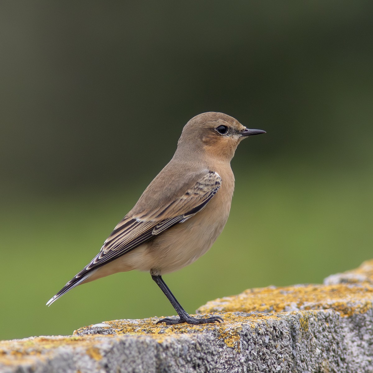 Northern Wheatear - ML641560372