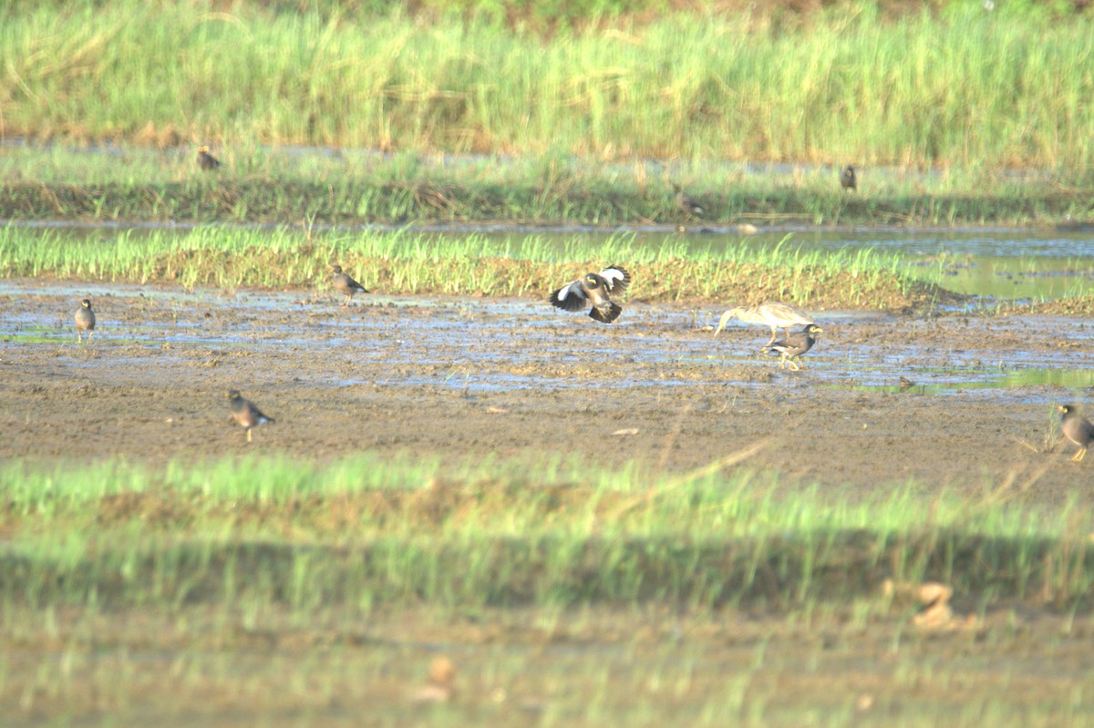 Common Myna - ML641560374