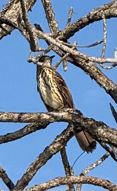 Brown Thrasher - ML641560376