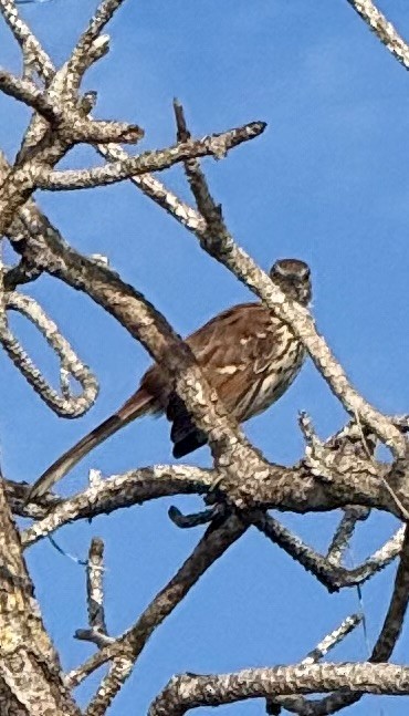 Brown Thrasher - ML641560377