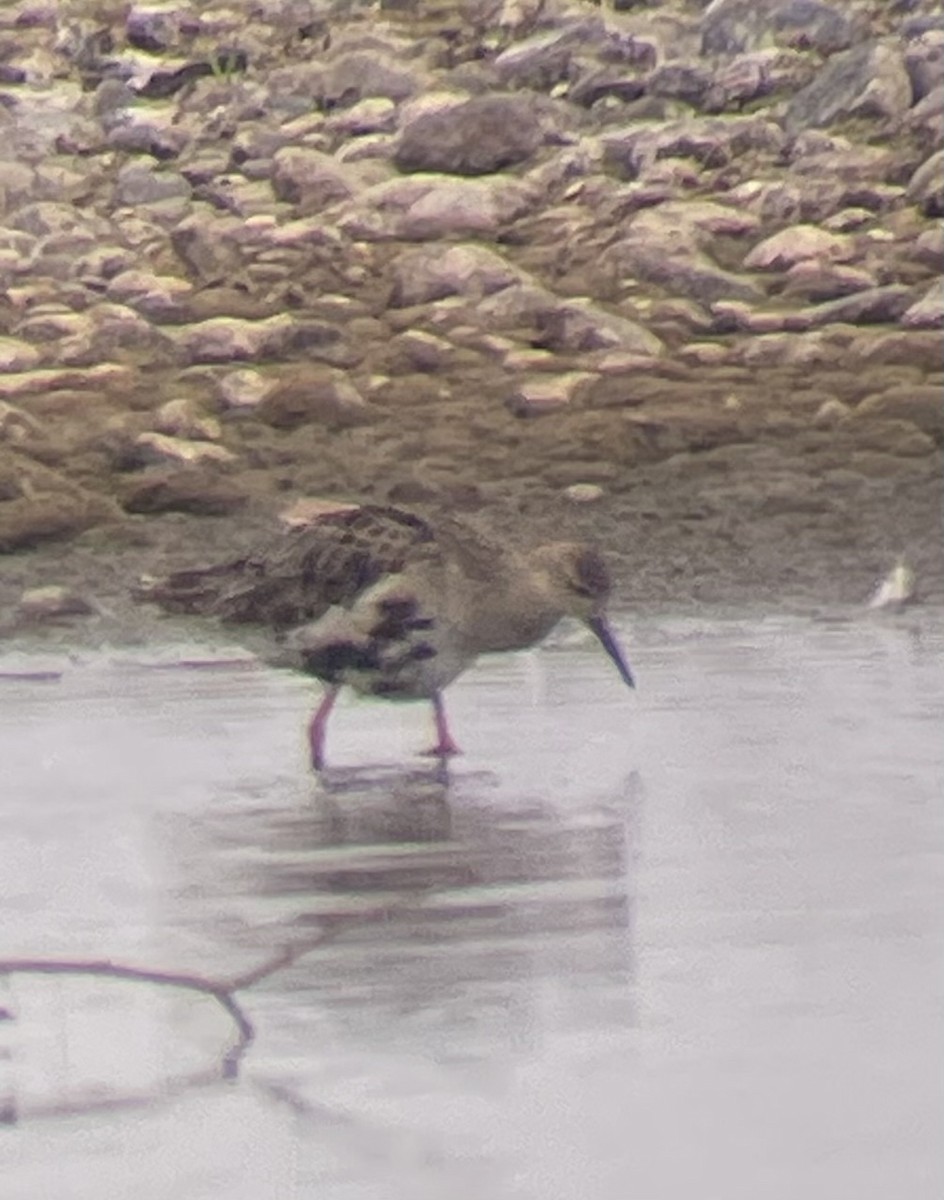 Combattente - ML641560379