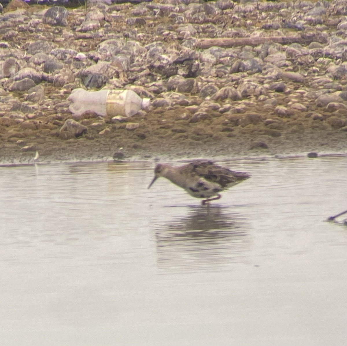 Combattente - ML641560380