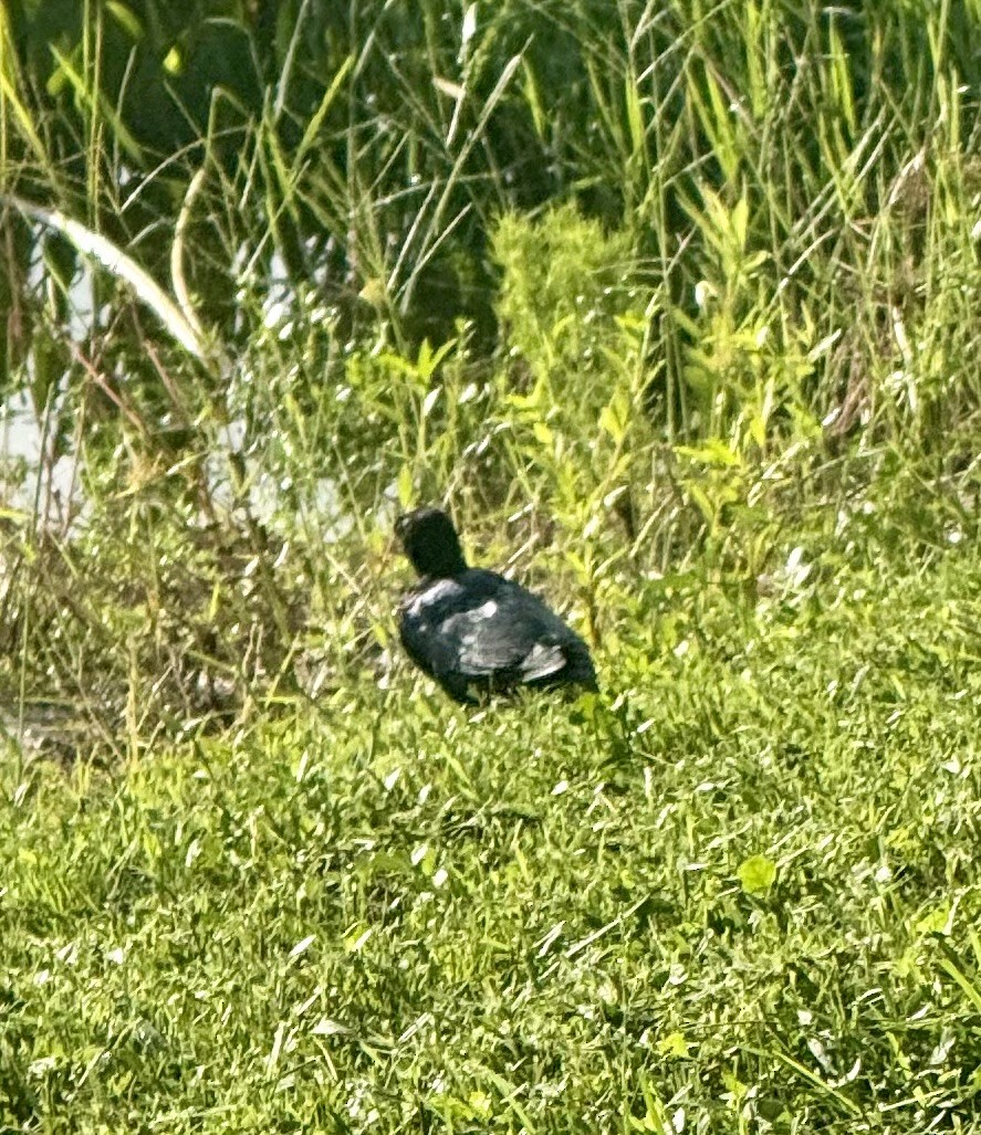 Boat-tailed Grackle - ML641560385