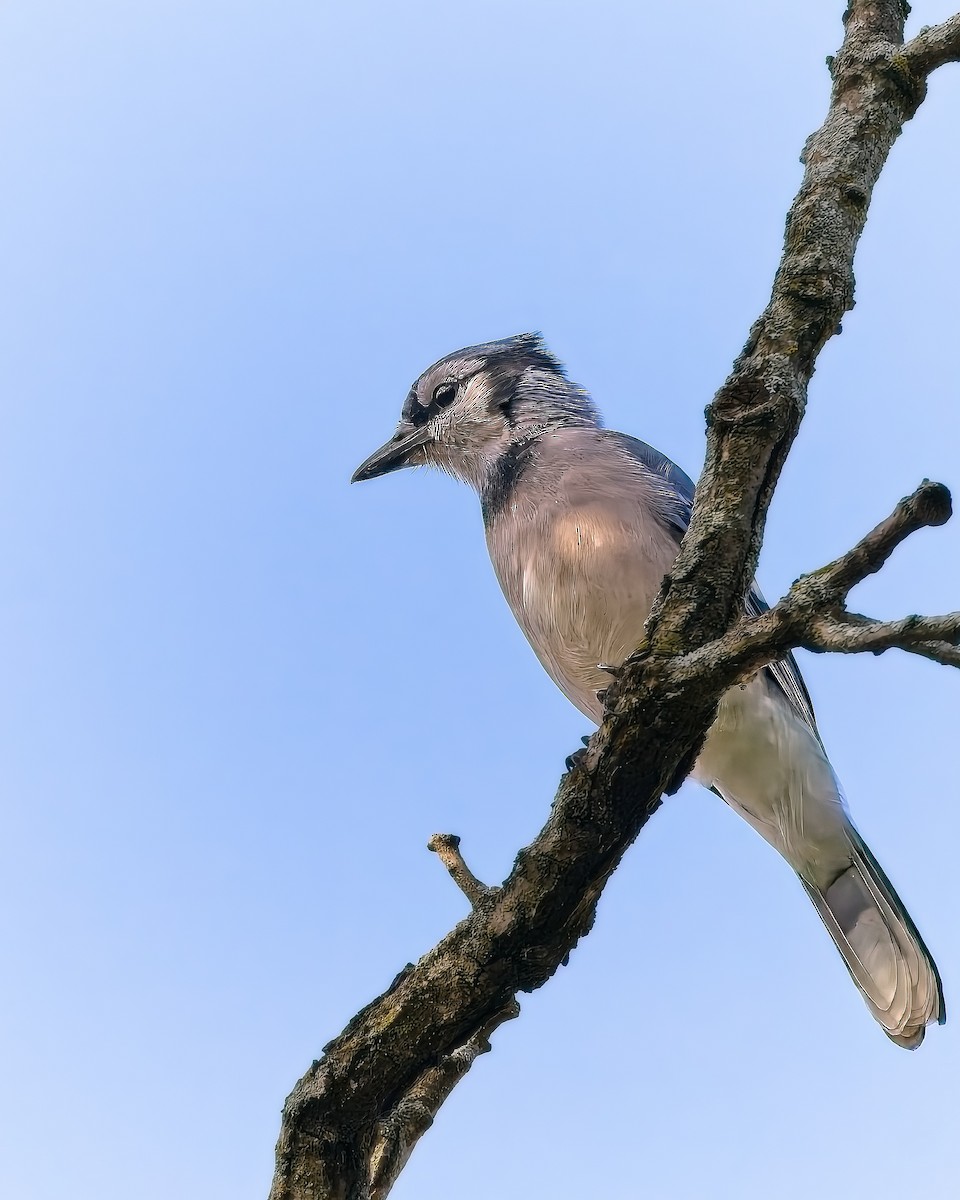 Blue Jay - ML641560420