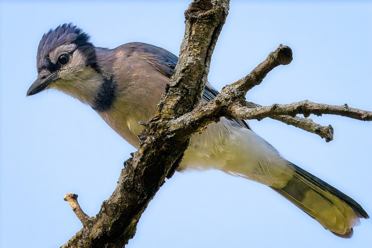 Blue Jay - ML641560422