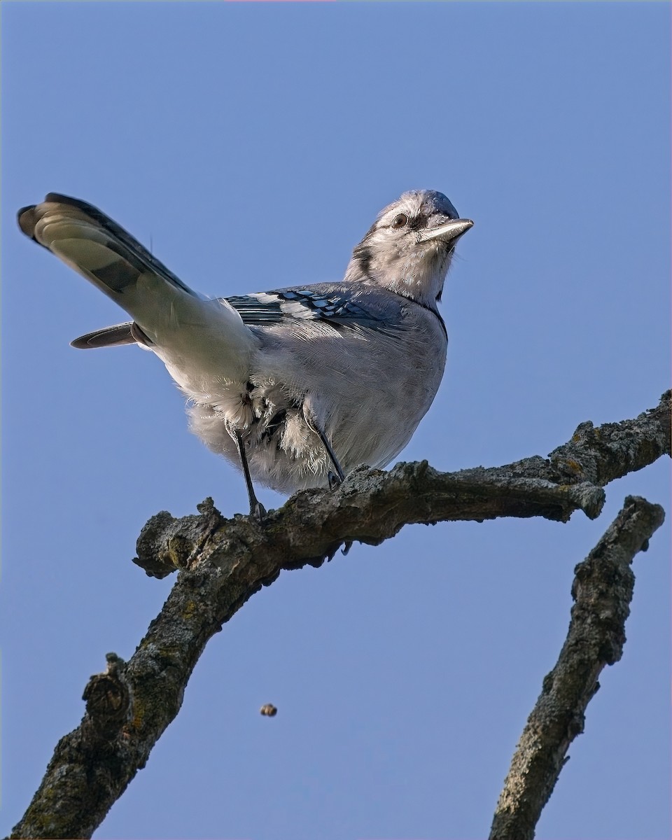 Blue Jay - ML641560426