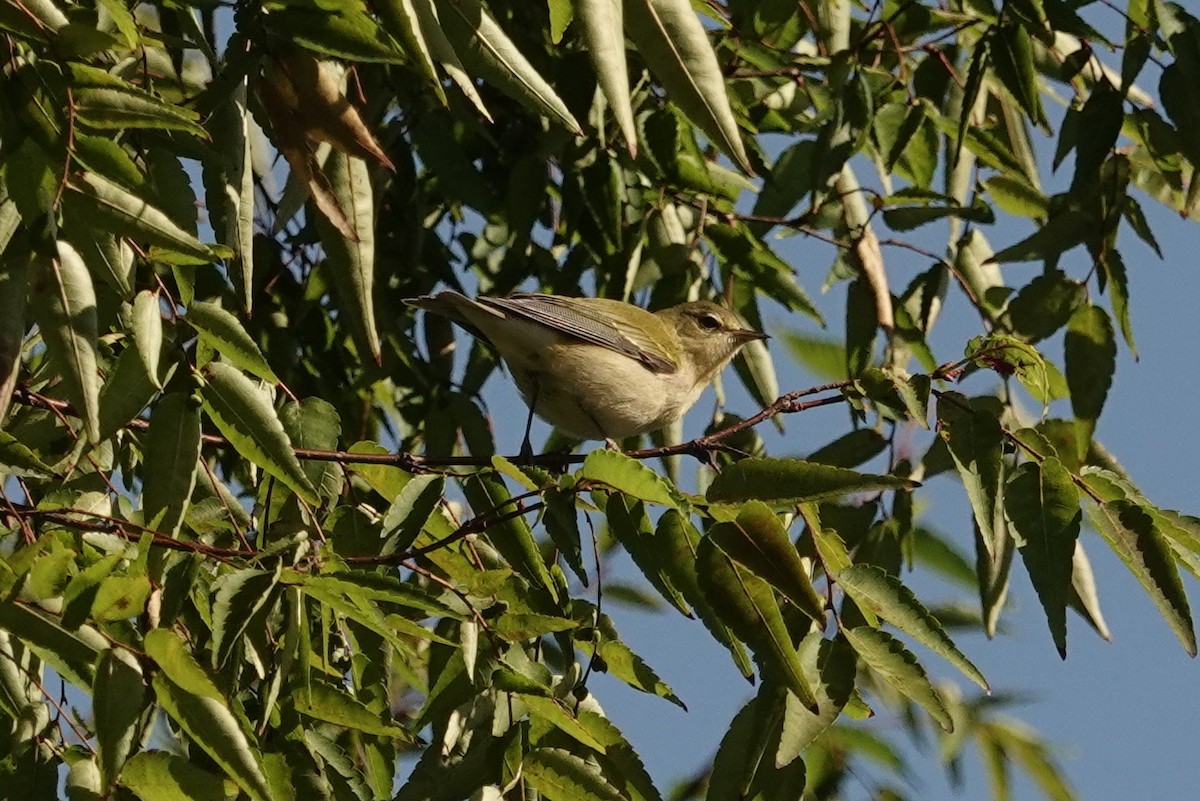 Tennessee Warbler - ML641560429