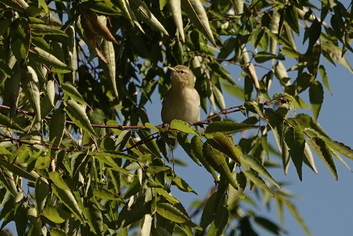 Tennessee Warbler - ML641560430