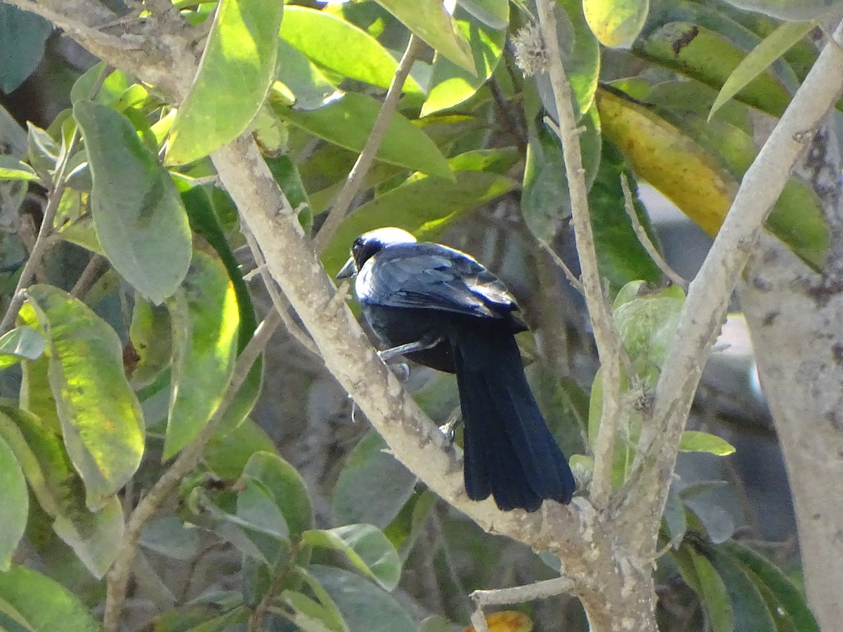 Scrub Blackbird - ML641560438