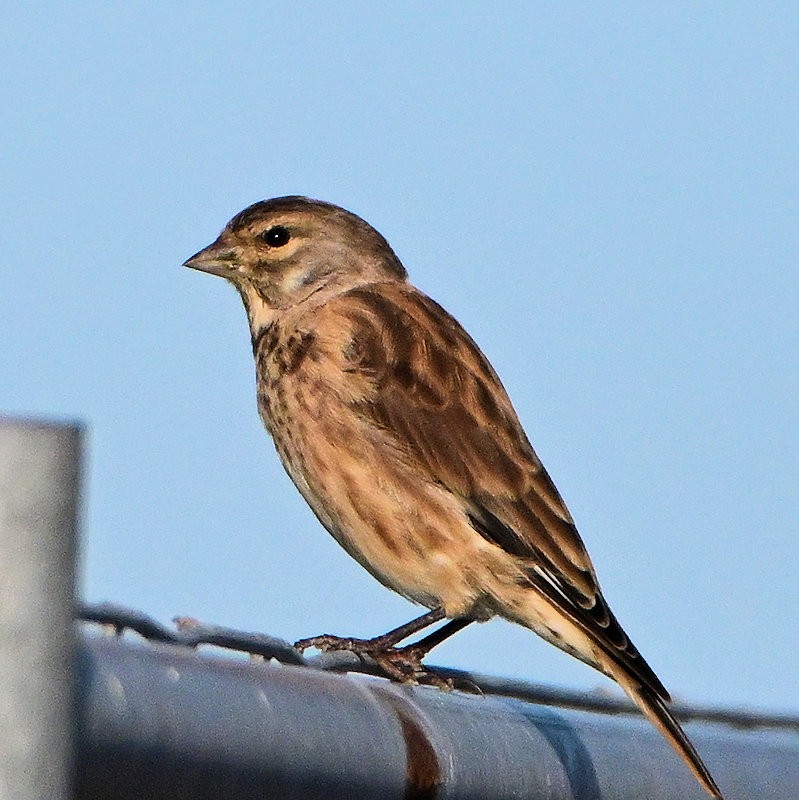 赤胸朱頂雀 - ML641560442