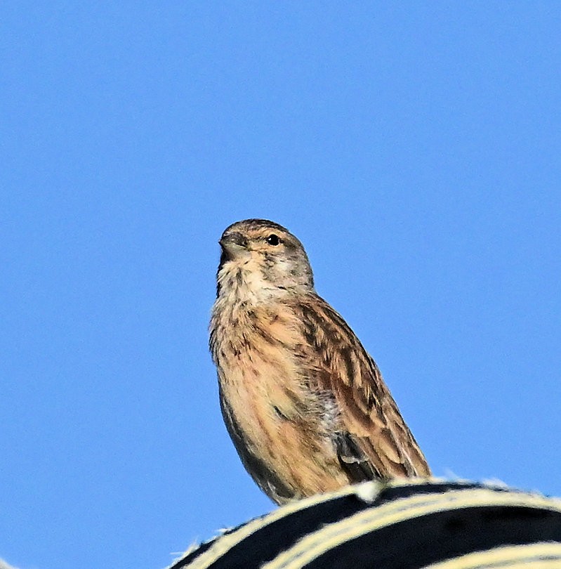 赤胸朱頂雀 - ML641560443