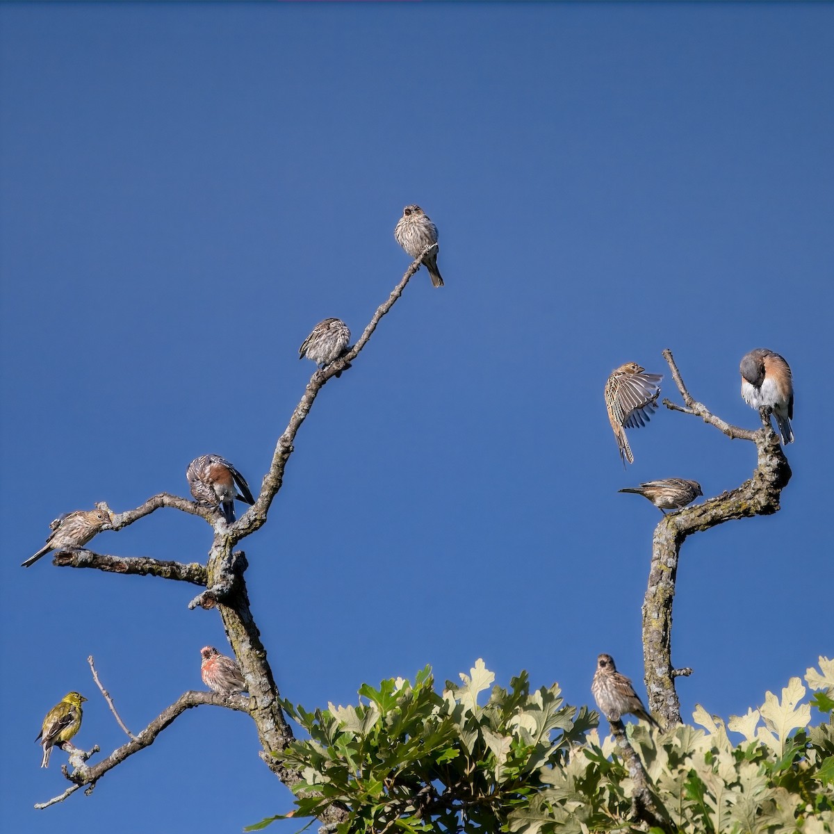 Eastern Bluebird - ML641560447