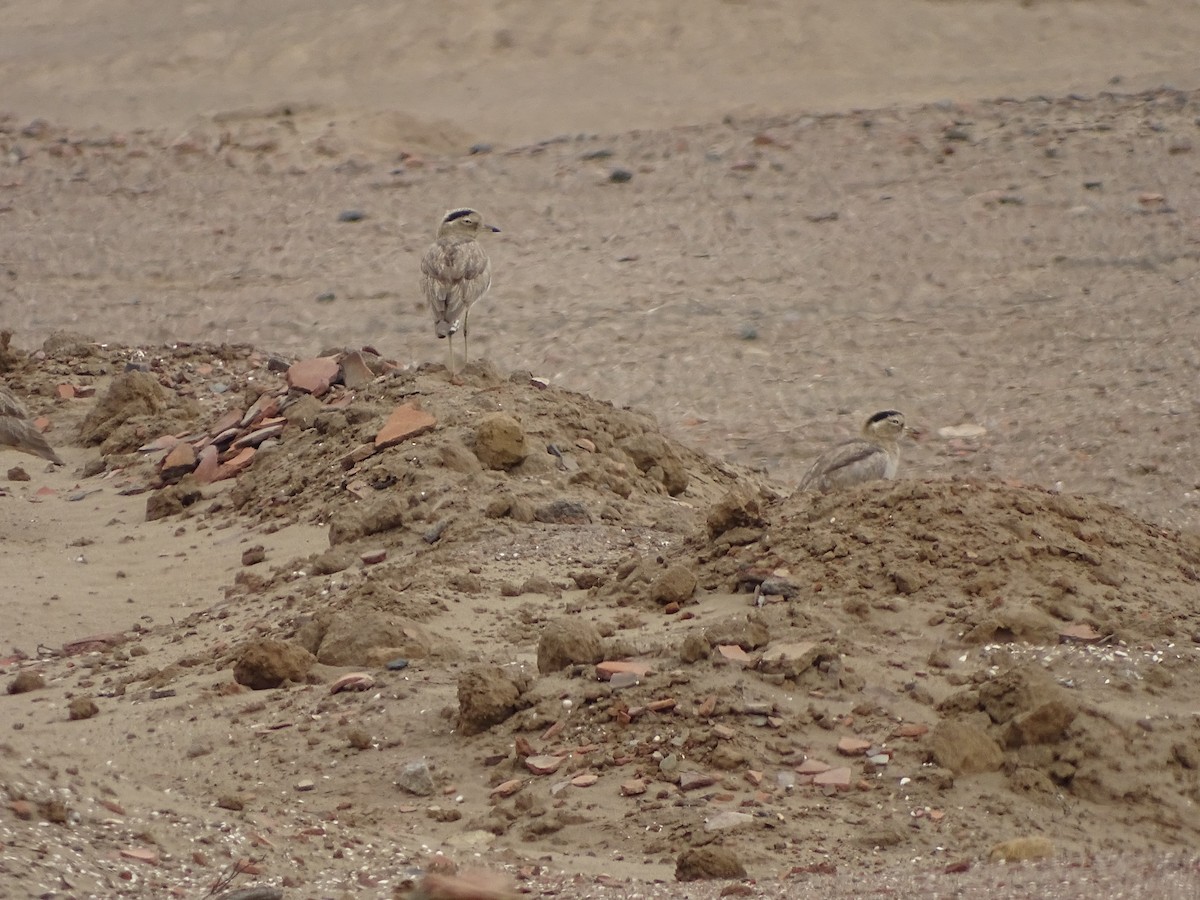 Peru Kocagözü - ML641560466