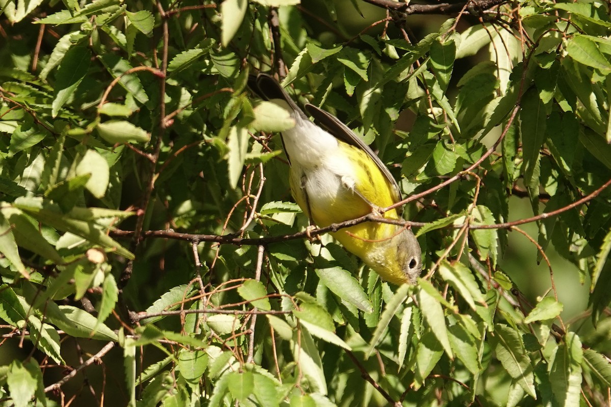 Magnolia Warbler - ML641560478