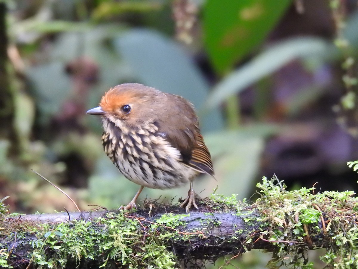 Ochre-fronted Antpitta - ML641560484