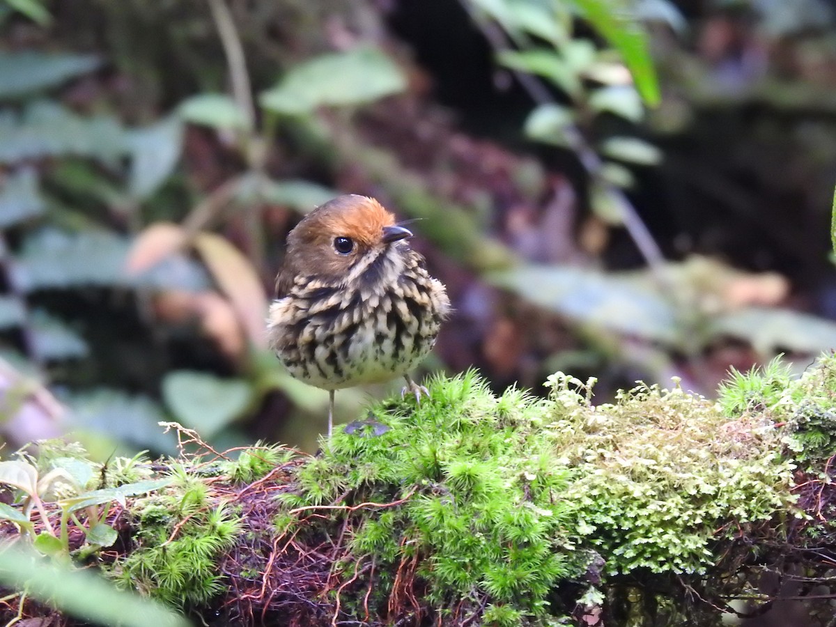 Ochre-fronted Antpitta - ML641560486
