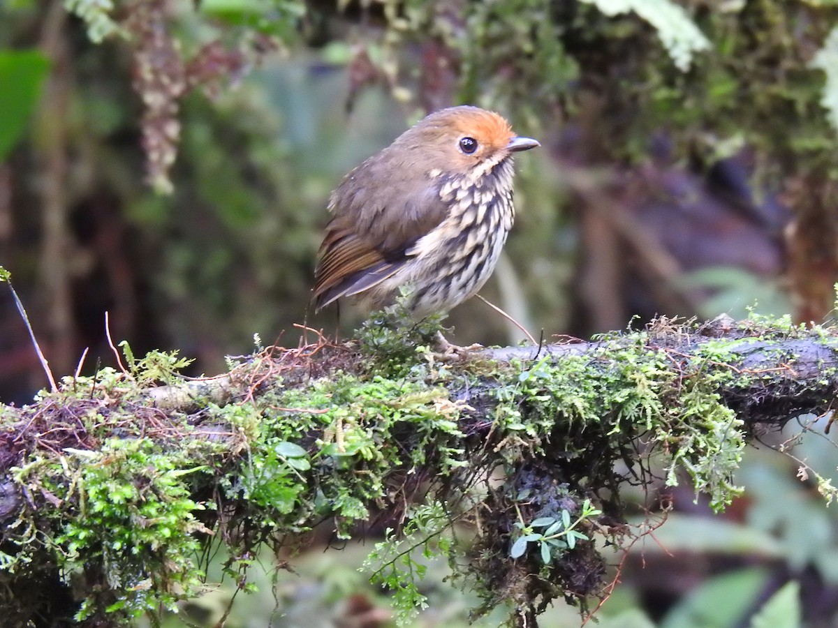 Ochre-fronted Antpitta - ML641560488