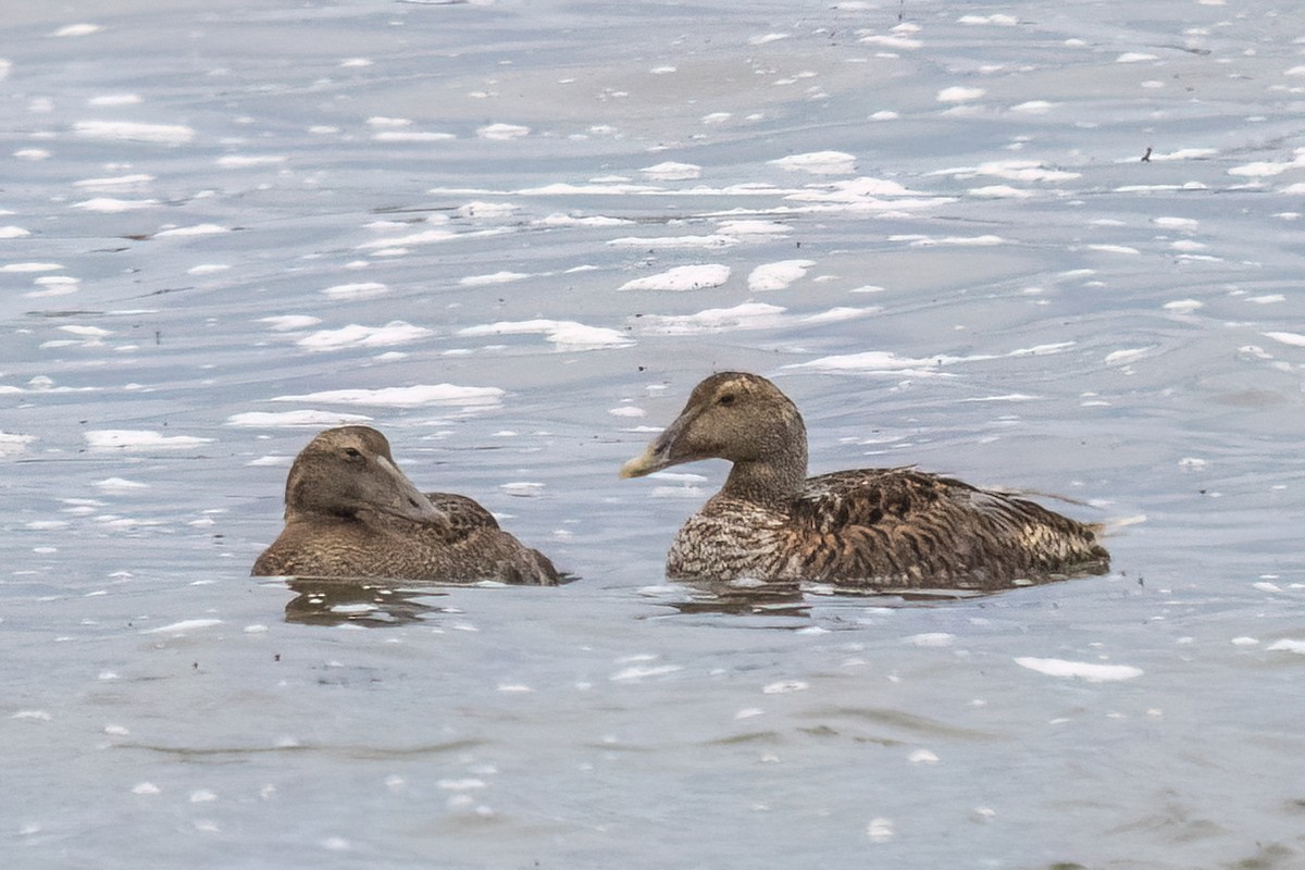 Common Eider - ML641560507