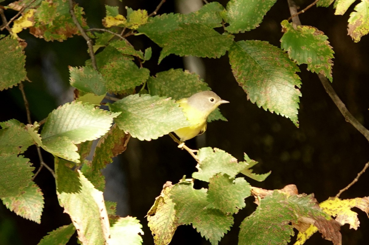Nashville Warbler - ML641560516
