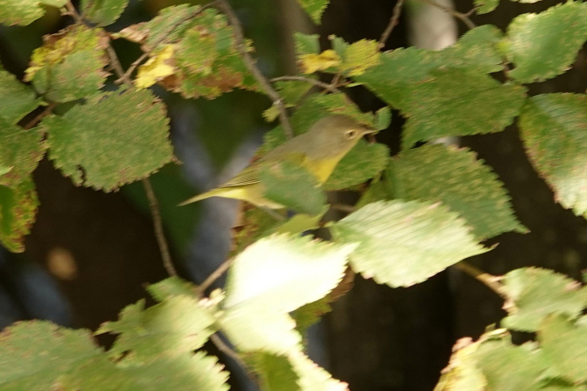 Nashville Warbler - ML641560517