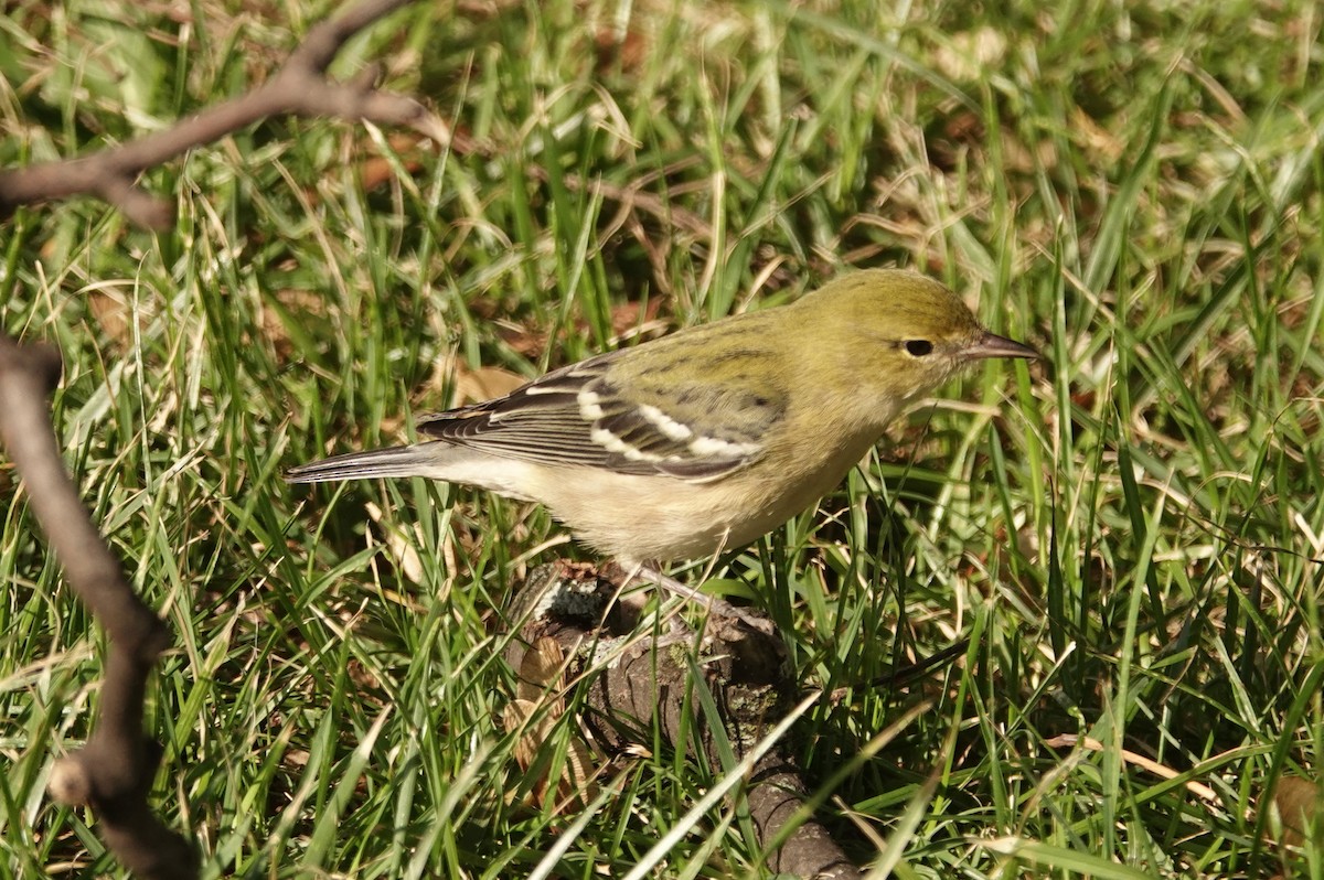 Bay-breasted Warbler - ML641560524