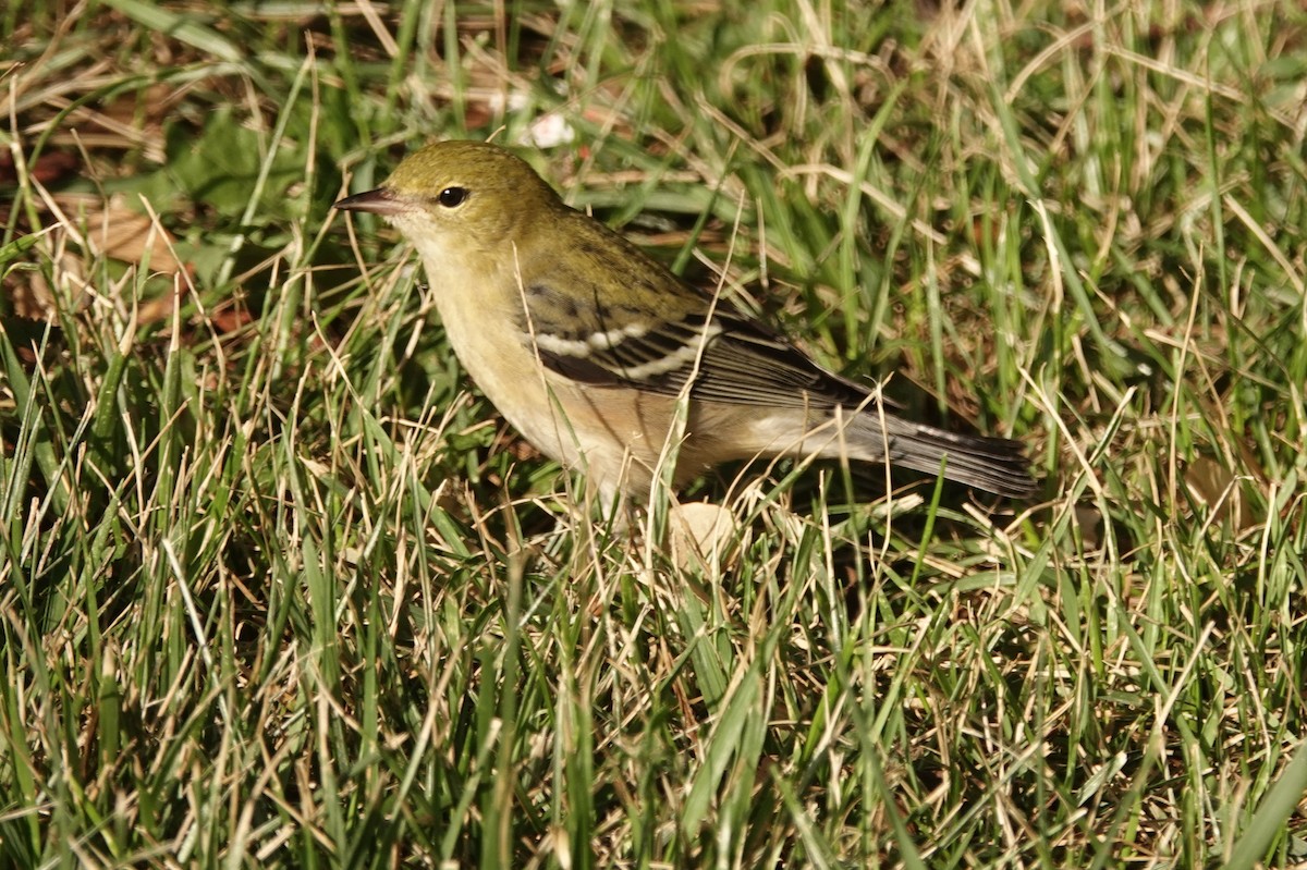 Bay-breasted Warbler - ML641560525