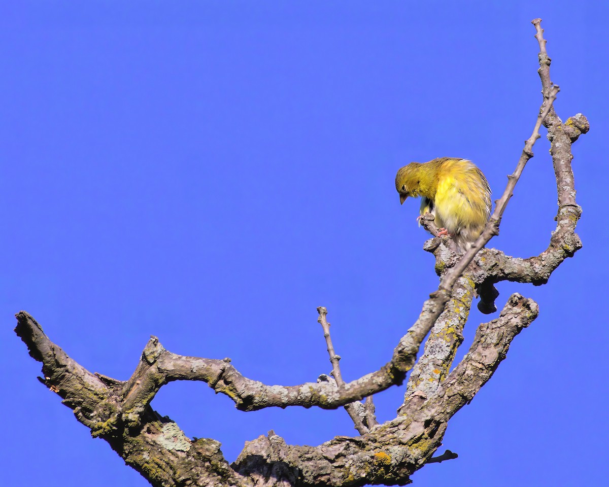 American Goldfinch - ML641560528