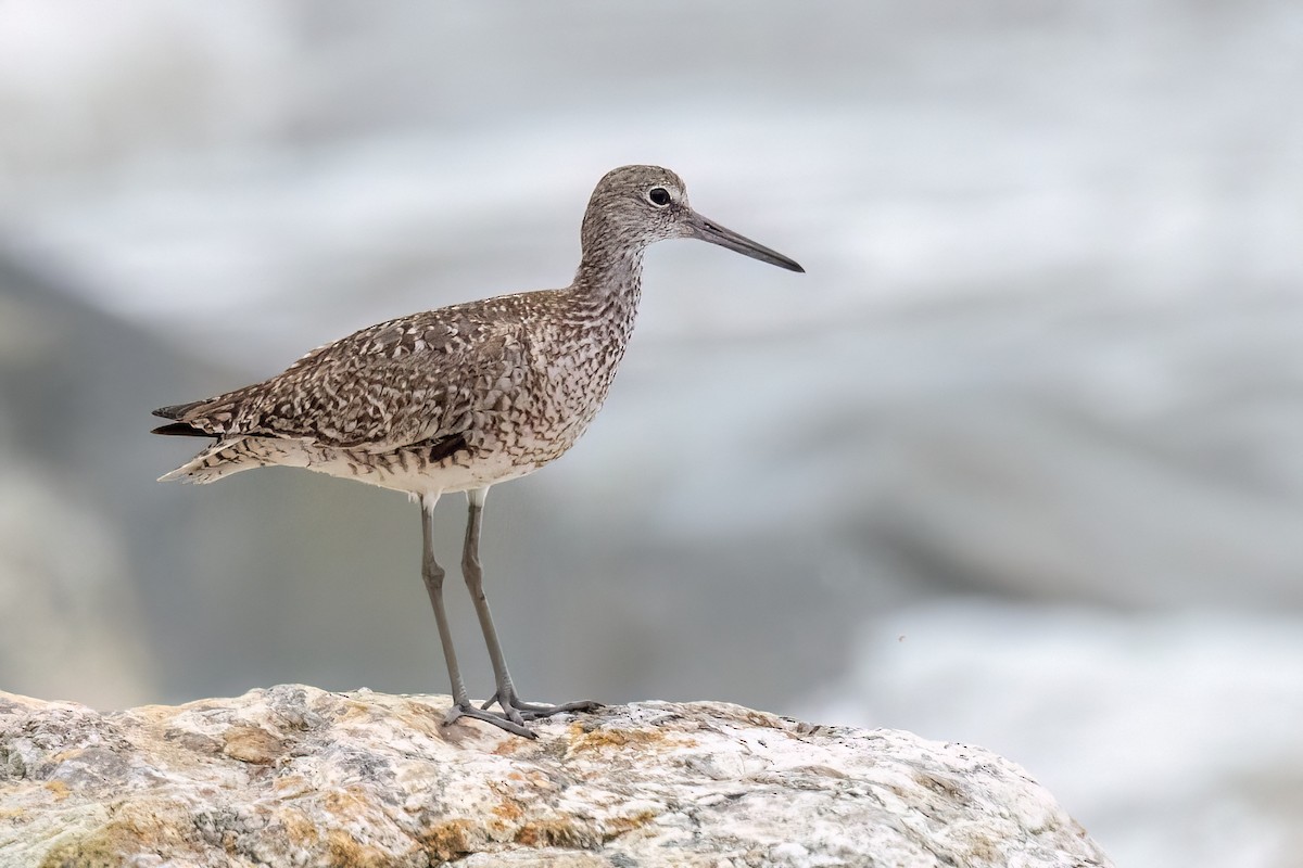 Willet - ML641560531