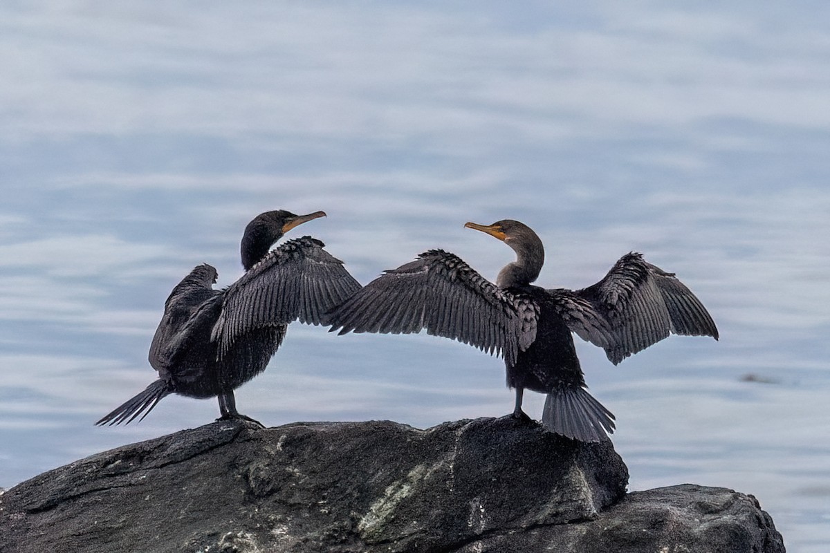 Double-crested Cormorant - ML641560558