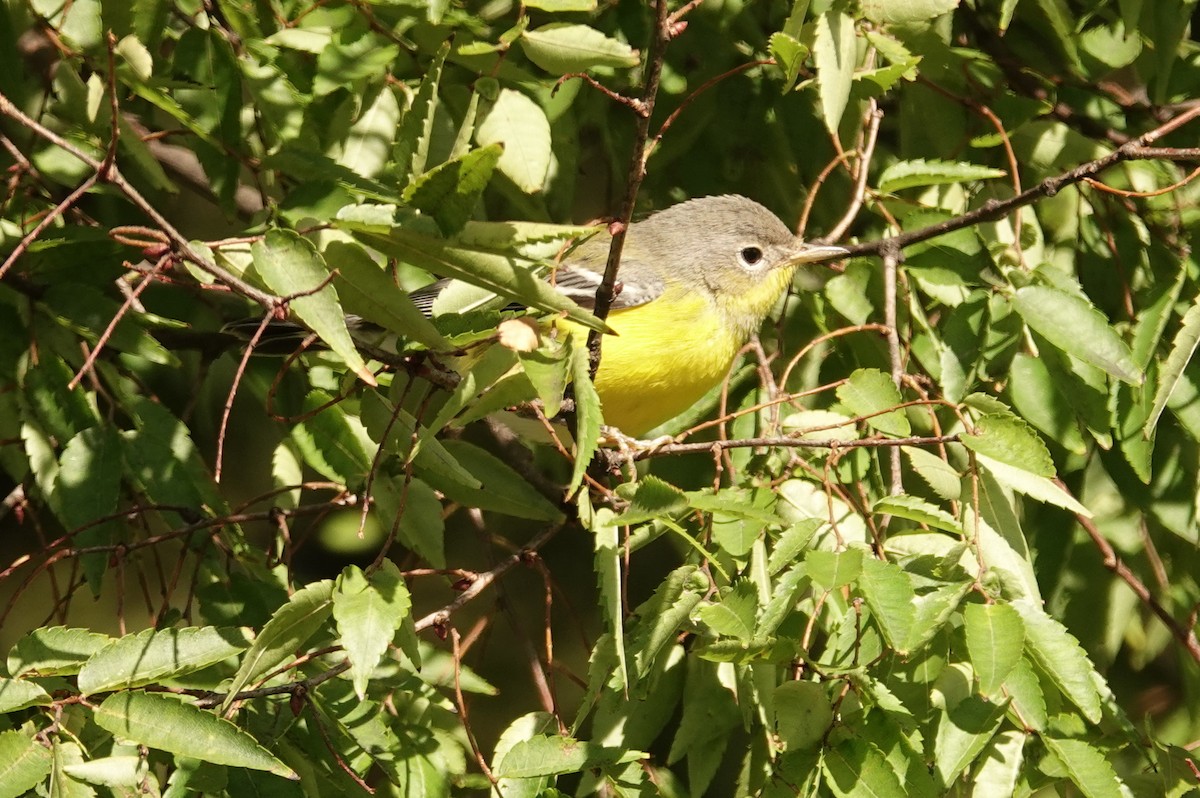 Magnolia Warbler - ML641560590