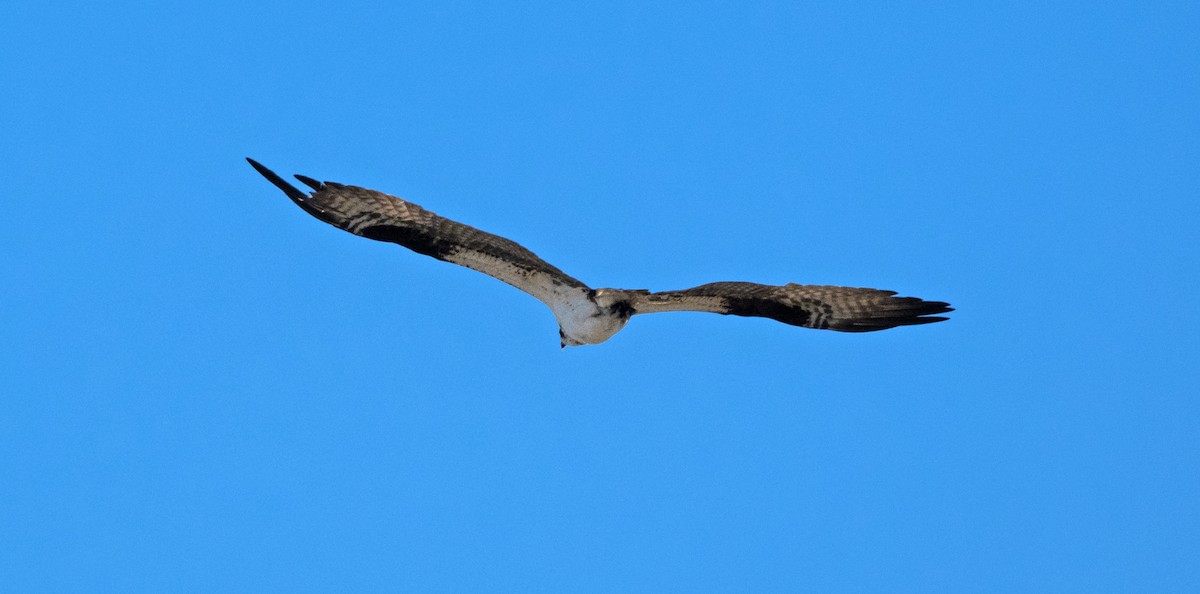 Osprey - ML641560595