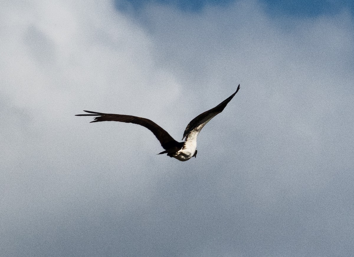 Osprey - ML641560596