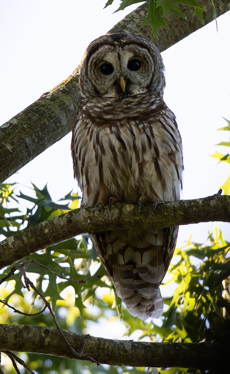 Barred Owl - ML641560603