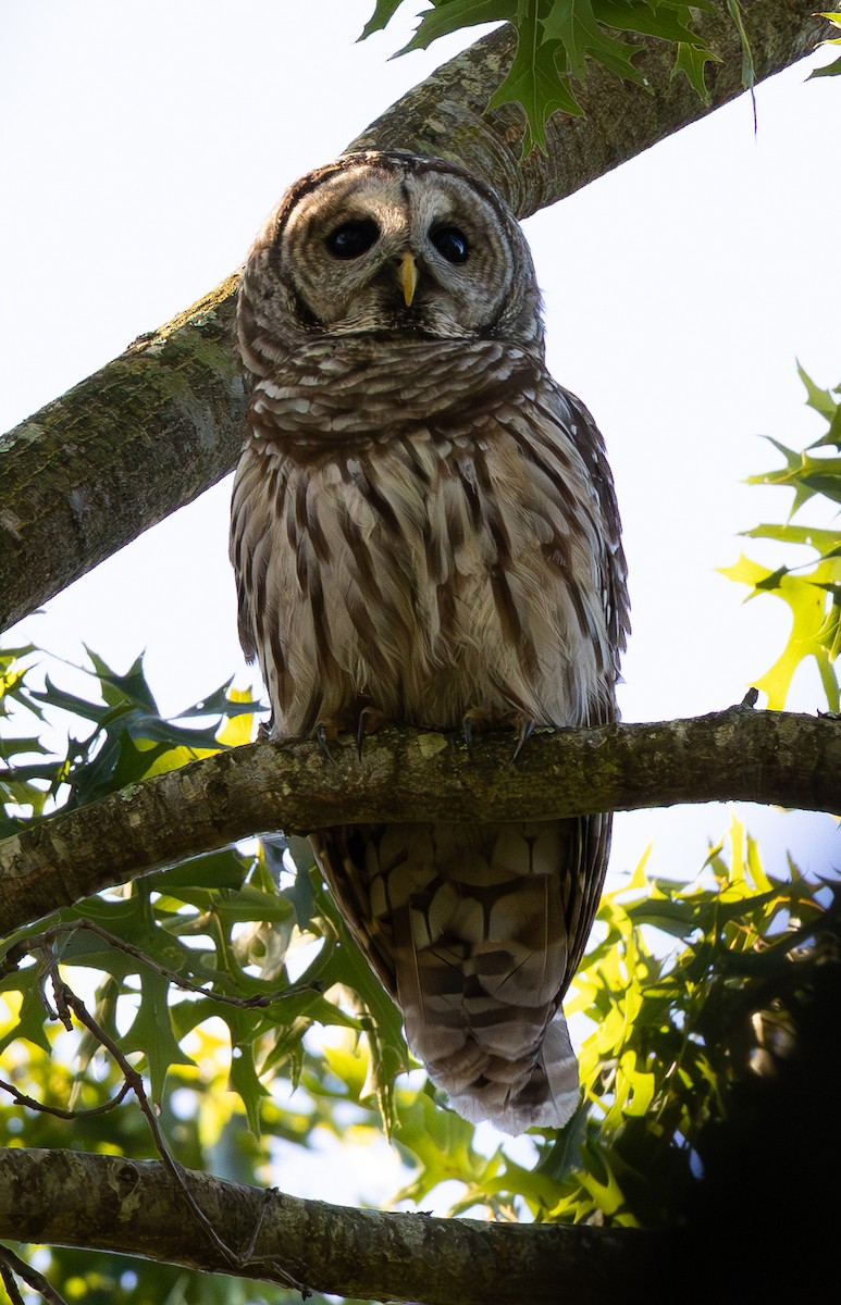 Barred Owl - ML641560605