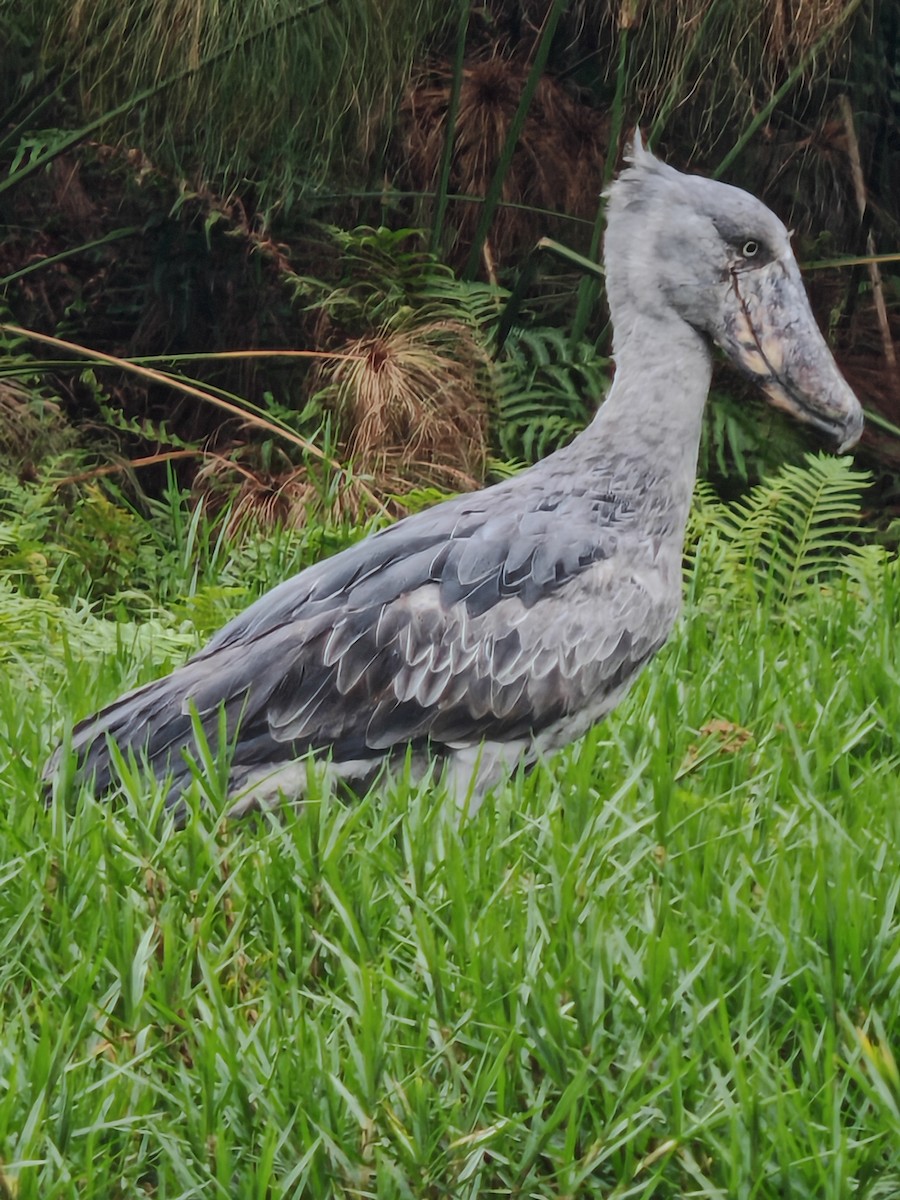 Shoebill - ML641560709